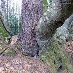 Hexenbaum