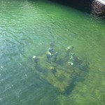 Kunst unter Wasser